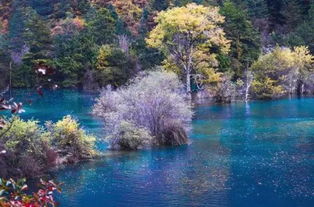 再見九寨火花海 再見諾日朗瀑布