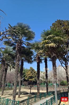 日朗天晴小游園,恬靜幽香大路邊