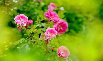 首夏挹芬芬 如年日正長,古詩詞里的首夏,風清日朗 萬物可愛!